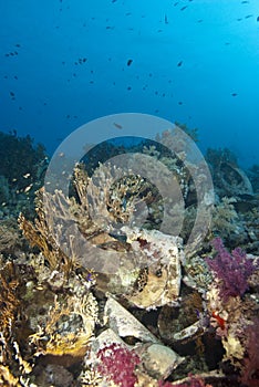 Underwater coral growth on cargo remains.