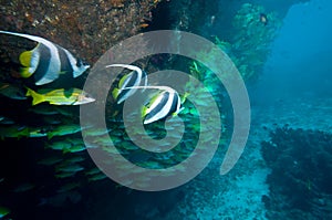 Underwater coral reef