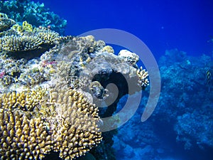 Underwater coral reef