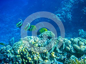 Underwater coral reef