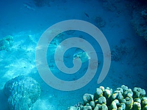 Underwater coral reef