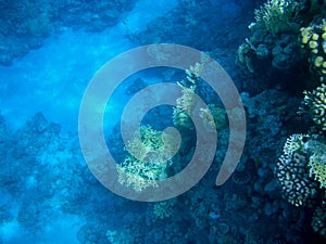 Underwater coral reef