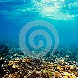 Underwater coral reef