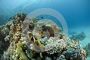 Underwater coral reef