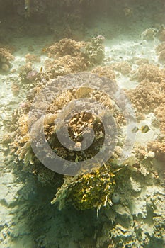 Underwater coral reef.