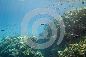 Underwater coral reef.