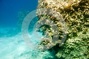 Underwater coral reef.