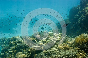 Underwater coral reef.