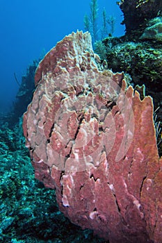 Underwater coral reef