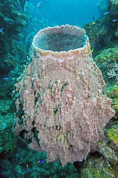 Underwater coral reef