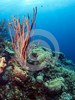 Underwater coral reef Amphimedon compressa (Erect Rope Sponge- r photo