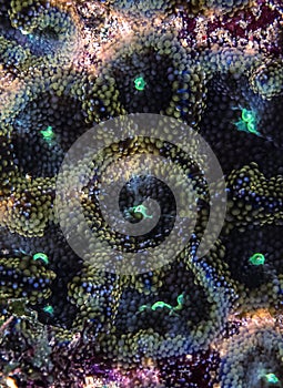 Underwater coral reef anemone,corallmorph