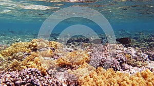 underwater coral reef. Beautiful underwater coral garden seascape, in the sunlight, with countless colorful, exotic