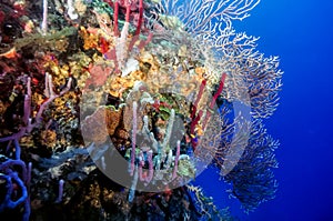 Underwater coral reef in Carribean