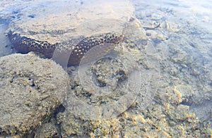Underwater Coral Reef Colonies - Poritidae Stony Corals - Abstract Marine Life Background - Andaman Nicobar Islands photo