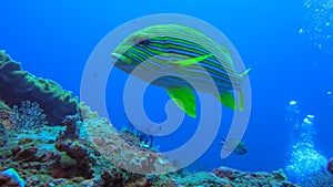 Underwater coral reef with colorful fish Ribboned sweetlips. Close up of yellow fish Plectorhinchus Polytaenia and coral in deep