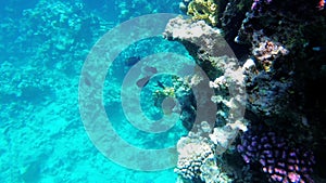 Underwater Coral Reef with Colorful Tropical Fish in Red Sea. Egypt.