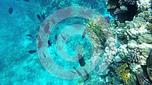 Underwater Coral Reef with Colorful Tropical Fish in Red Sea. Egypt.