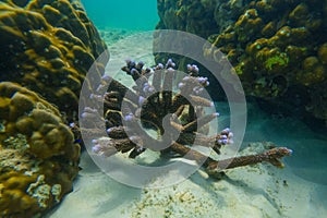 Underwater coral reef. Corals in the form of horns with blue tipsh, habitat of biocenosis of exotic marine tropical
