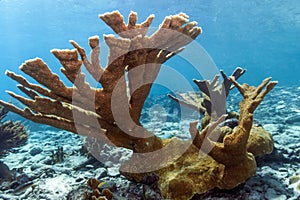 Underwater coral reef Elkhorn coral (Acropora palmata)