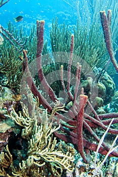 Underwater coral reef erect rope sponge photo