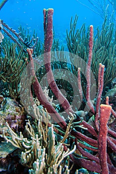 Underwater coral reef erect rope sponge photo