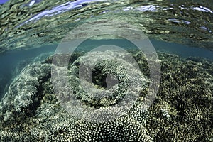 Underwater Coral Reef, Hervey Bay, QLD