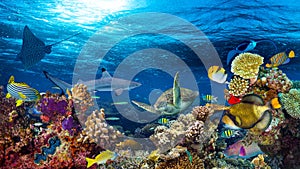 Underwater coral reef landscape