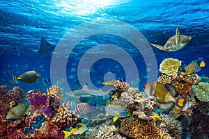 Underwater coral reef landscape