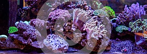 Underwater coral reef landscape background