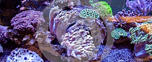 Underwater coral reef landscape background