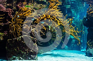 Underwater coral reef landscape background in the blue sea