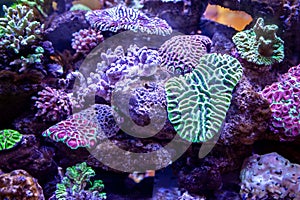 Underwater coral reef landscape background in the deep lilac ocean