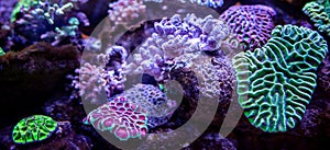 Underwater coral reef landscape background