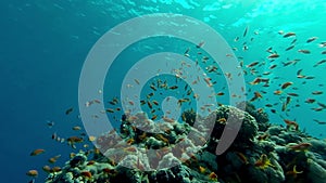 Underwater coral reef landscape with colourful fish