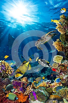 Underwater coral reef landscape photo