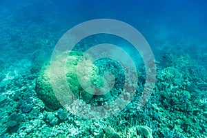 Underwater coral reef landscape in Egypt