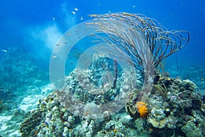 Underwater coral reef landscape full of fish