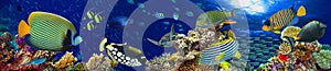 Underwater coral reef landscape panorama background