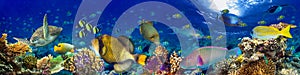 Underwater coral reef landscape panorama background