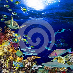 Underwater coral reef landscape square quadratic background photo