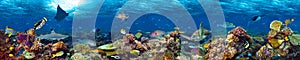 Underwater coral reef landscape photo