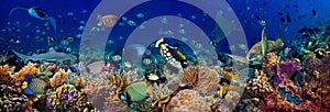 Underwater coral reef landscape wide 3to1 panorama background  in the deep blue ocean with colorful fish sea turtle marine wild