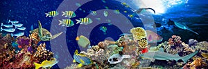 Underwater coral reef landscape wide panorama