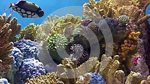 Underwater coral reef landscape wide panorama background in the deep blue ocean with colorful fish and marine life