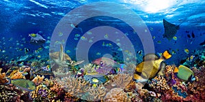 Underwater coral reef landscape wide 2to1 panorama background  in the deep blue ocean with colorful fish sea turtle marine wild photo