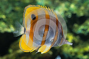 Underwater coral reef in the ocean with colorful fish