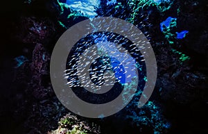 Underwater coral reef in open cave