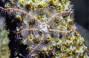 Underwater coral reef