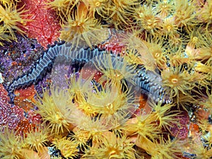 Underwater coral reef orange cup corals